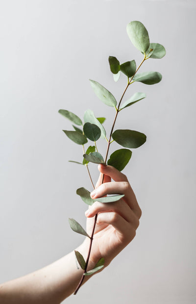 What is Tencel Modal? A Guide to Eco-friendly Fabrics