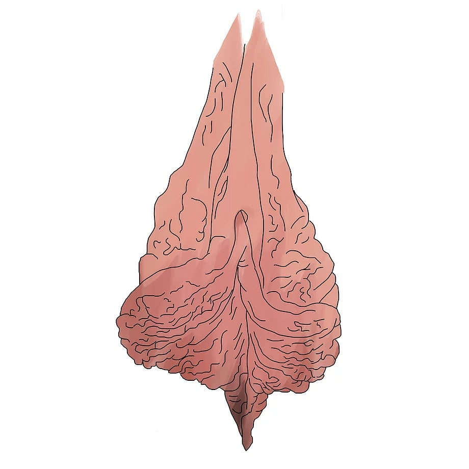 THIS IS A VULVA
